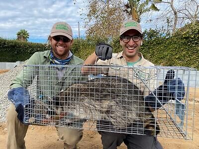Albuquerque raccoon trapping
